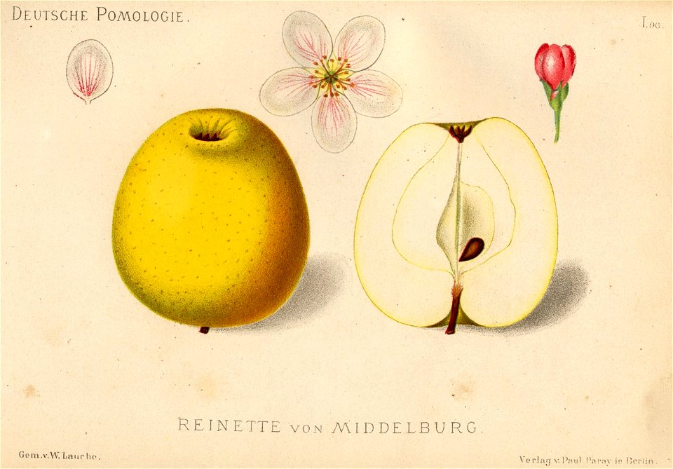 Deutsche Pomologie - Aepfel - 096