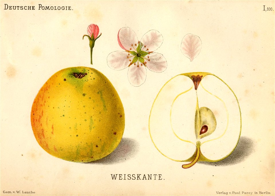 Deutsche Pomologie - Aepfel - 100