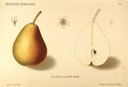 Deutsche Pomologie - Birnen - 023