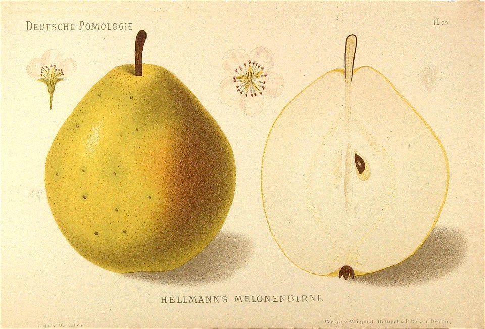 Deutsche Pomologie - Birnen - 039
