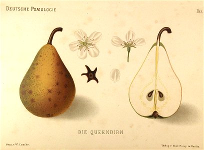 Deutsche Pomologie - Birnen - 043