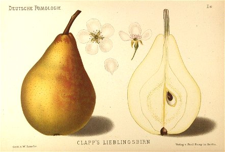 Deutsche Pomologie - Birnen - 067