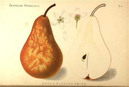 Deutsche Pomologie - Birnen - 075