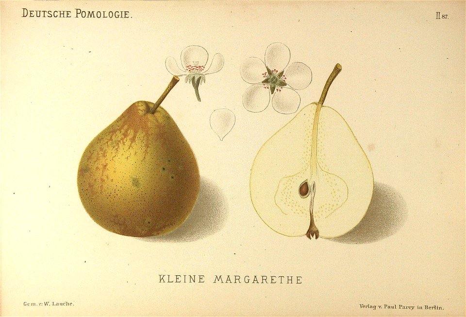 Deutsche Pomologie - Birnen - 087