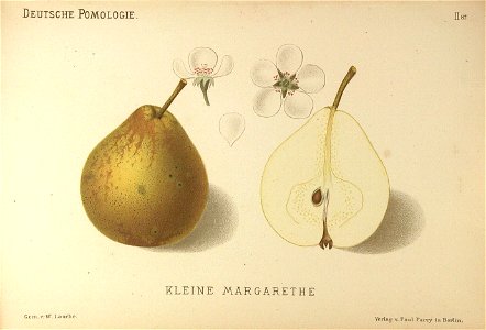 Deutsche Pomologie - Birnen - 087