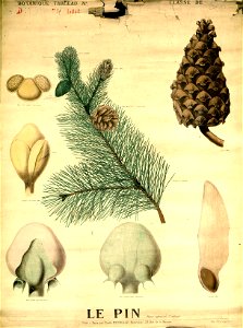 Deyrolle 948406
