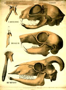 Deyrolle 948491