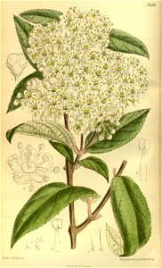 Deutzia mollis 140-8559
