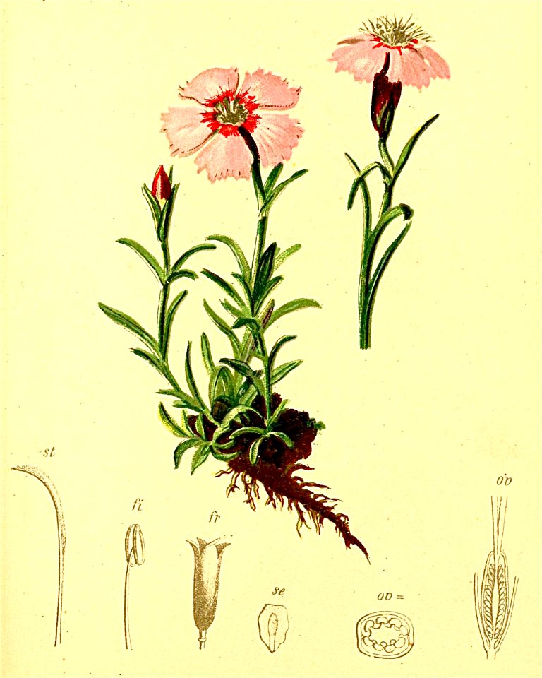 Dianthus alpinus Atlas Alpenflora