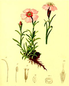 Dianthus alpinus Atlas Alpenflora. Free illustration for personal and commercial use.