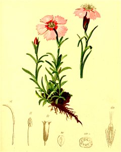 Dianthus alpinus Atlas Alpenflora
