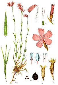 Dianthus carthusianorum Sturm24
