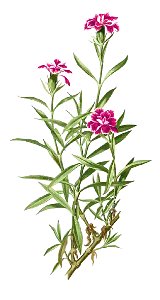 Dianthus chinensis Blanco1.94b-cropped