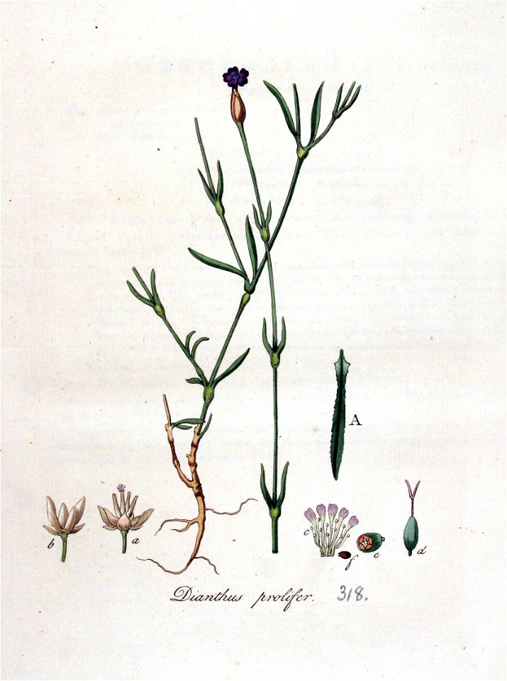 Dianthus prolifer — Flora Batava — Volume v4