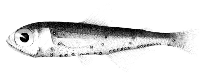 Diaphus luetkeni