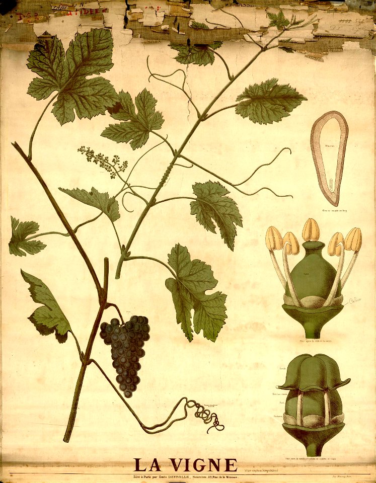 Deyrolle 948412