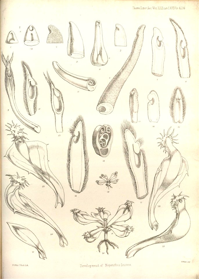 Development of Nepenthes leaves - Transactions of the Linnean Society of London (1859)