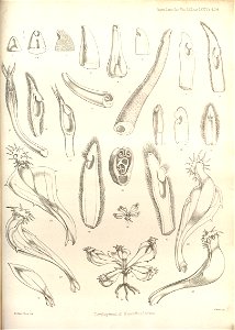 Development of Nepenthes leaves - Transactions of the Linnean Society of London (1859)