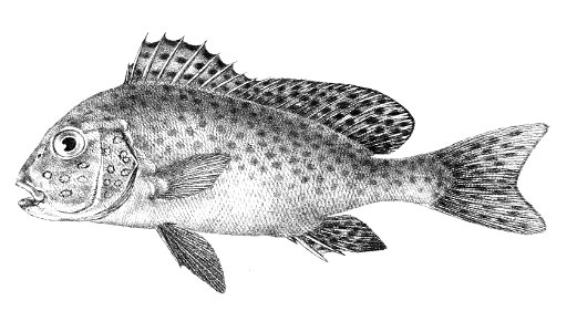 Diagramma punctatum Ford 21