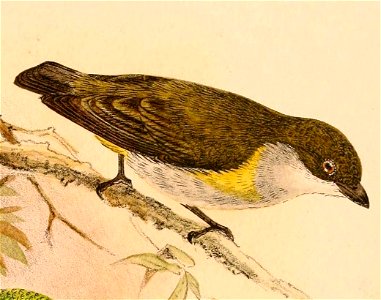 Dicaeum aureolimbatum 1898