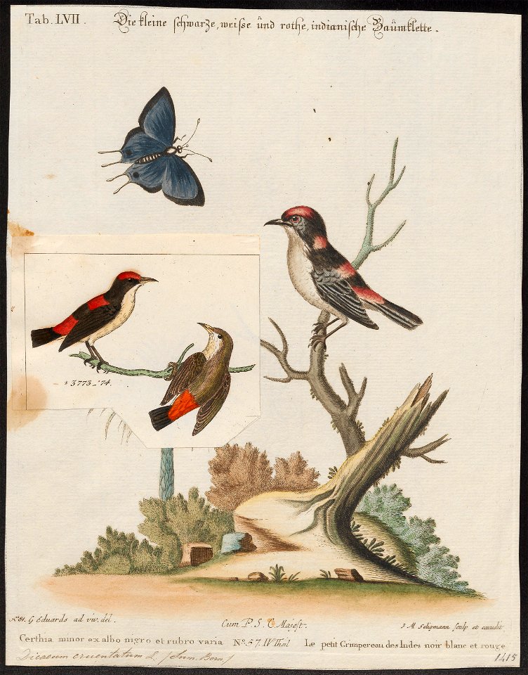 Dicaeum cruentatum - 1820-1860 - Print - Iconographia Zoologica - Special Collections University of Amsterdam - UBA01 IZ19000253