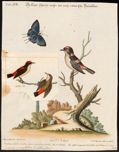 Dicaeum cruentatum - 1820-1860 - Print - Iconographia Zoologica - Special Collections University of Amsterdam - UBA01 IZ19000253