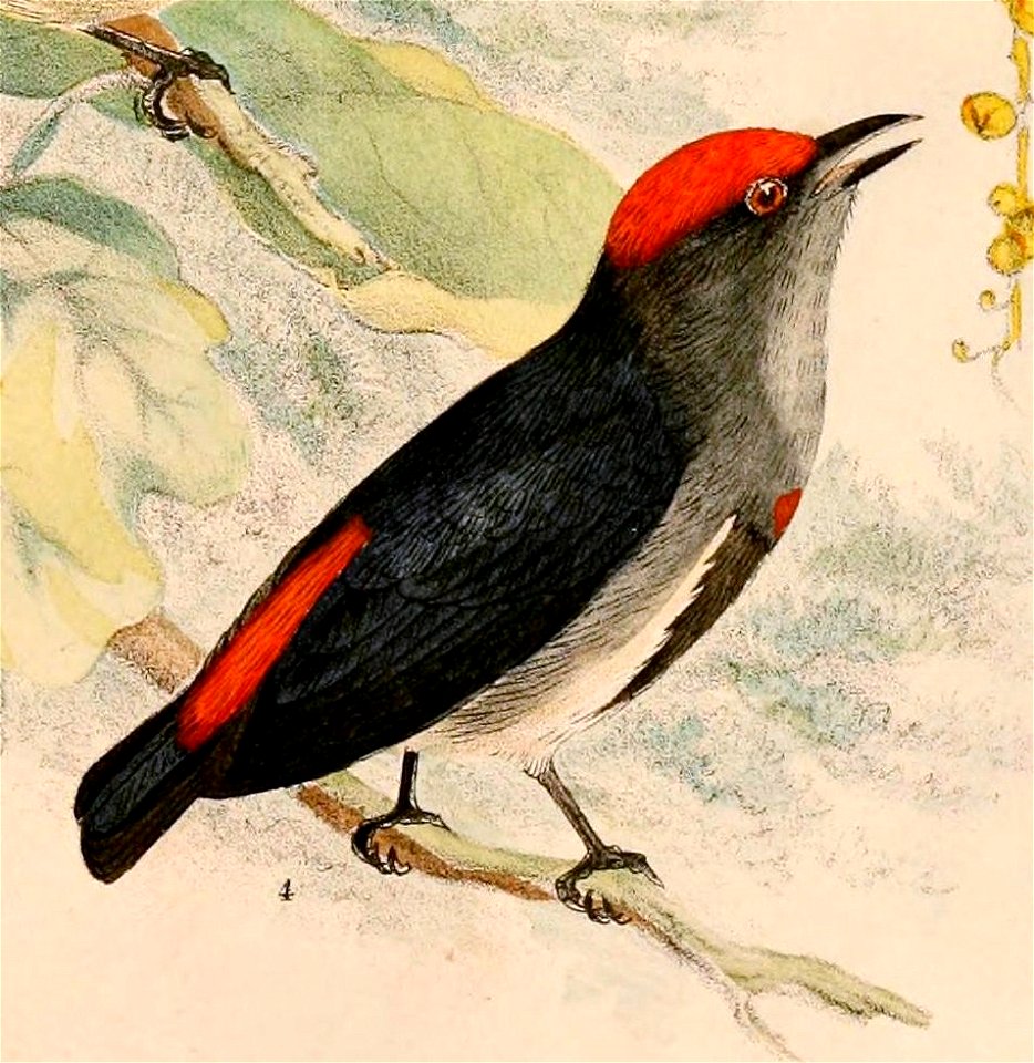 Dicaeum nehrkorni 1898