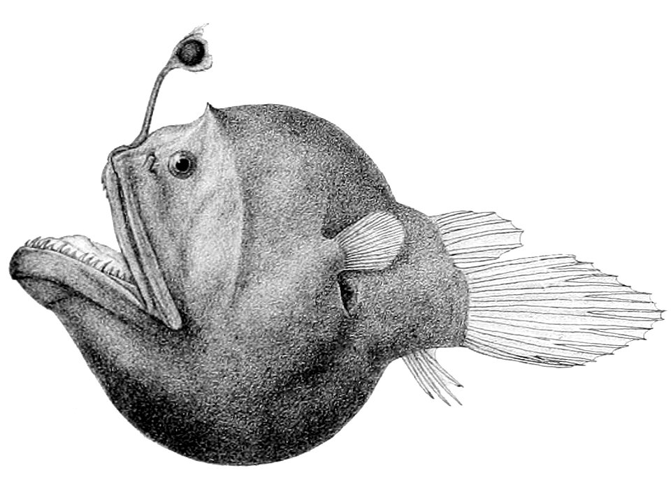 Diceratias bispinosus 2