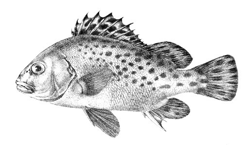 Diagramma cinctum Ford 21