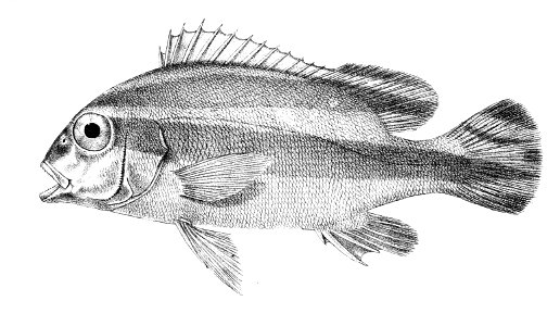 Diagramma lineatum Ford 20