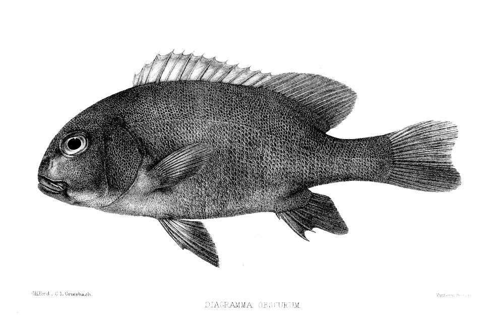 DiagrammaObscurumFord