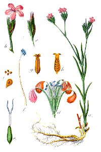 Dianthus armeria Sturm22