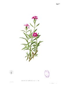 Dianthus chinensis Blanco1.94b