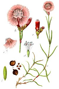 Dianthus seguieri Sturm23