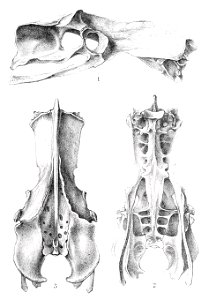 Diaphorapteryx hawkinsi 2 1896