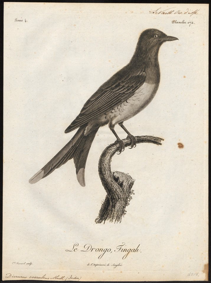 Dicrurus caeruleus - 1805 - Print - Iconographia Zoologica - Special Collections University of Amsterdam - UBA01 IZ16400079