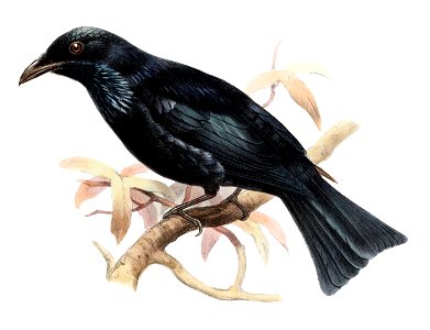 Dicrurus hottentottus striatus