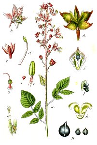 Dictamnus albus Sturm16