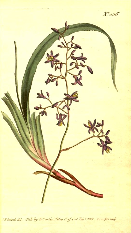 Dianella caerulea