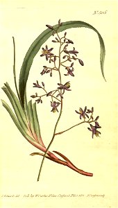 Dianella caerulea. Free illustration for personal and commercial use.