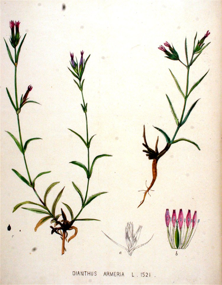 Dianthus armeria — Flora Batava — Volume v20