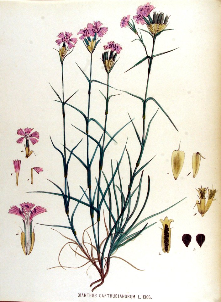Dianthus carthusianorum — Flora Batava — Volume v17