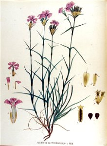 Dianthus carthusianorum — Flora Batava — Volume v17