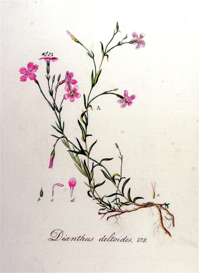 Dianthus deltoides — Flora Batava — Volume v8