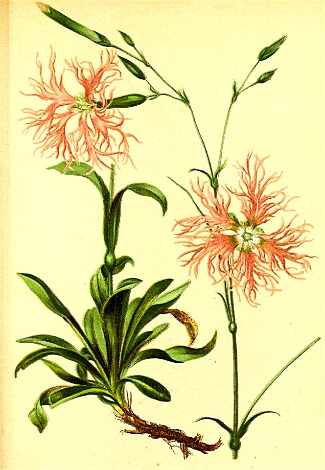 Dianthus superbus Atlas Alpenflora