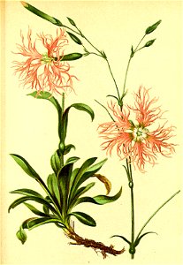 Dianthus superbus Atlas Alpenflora