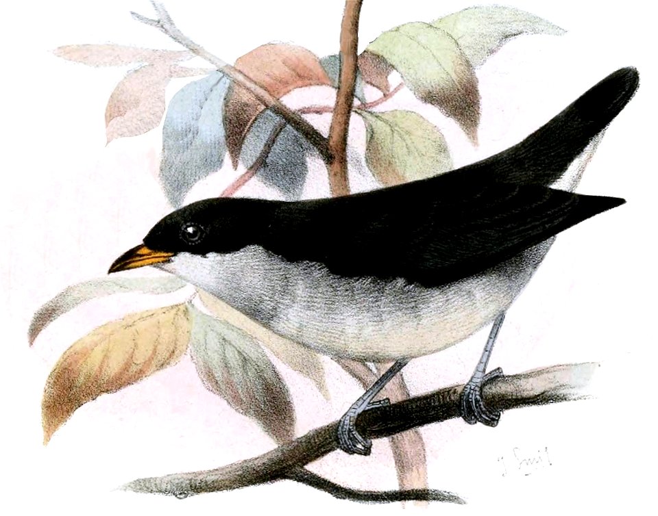 Dicaeum australe Smit