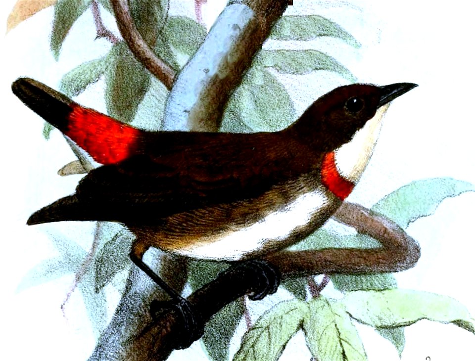 Dicaeum eximium Smit