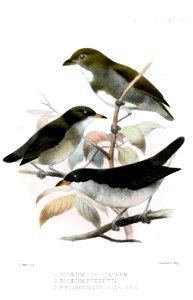 DicaeumPrionochilusSmit