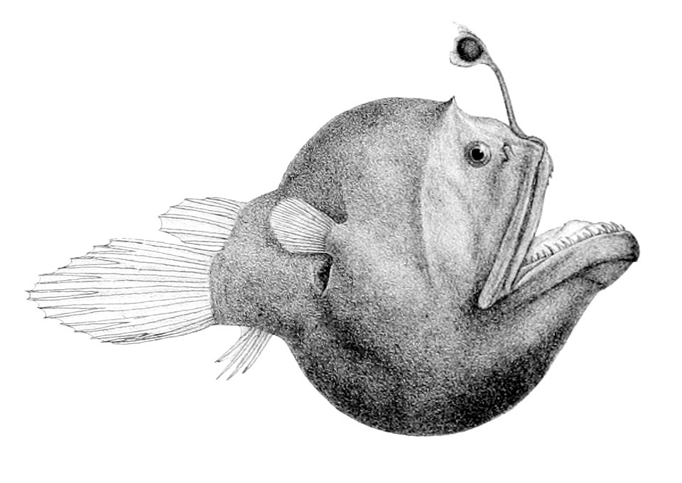 Diceratias bispinosus1